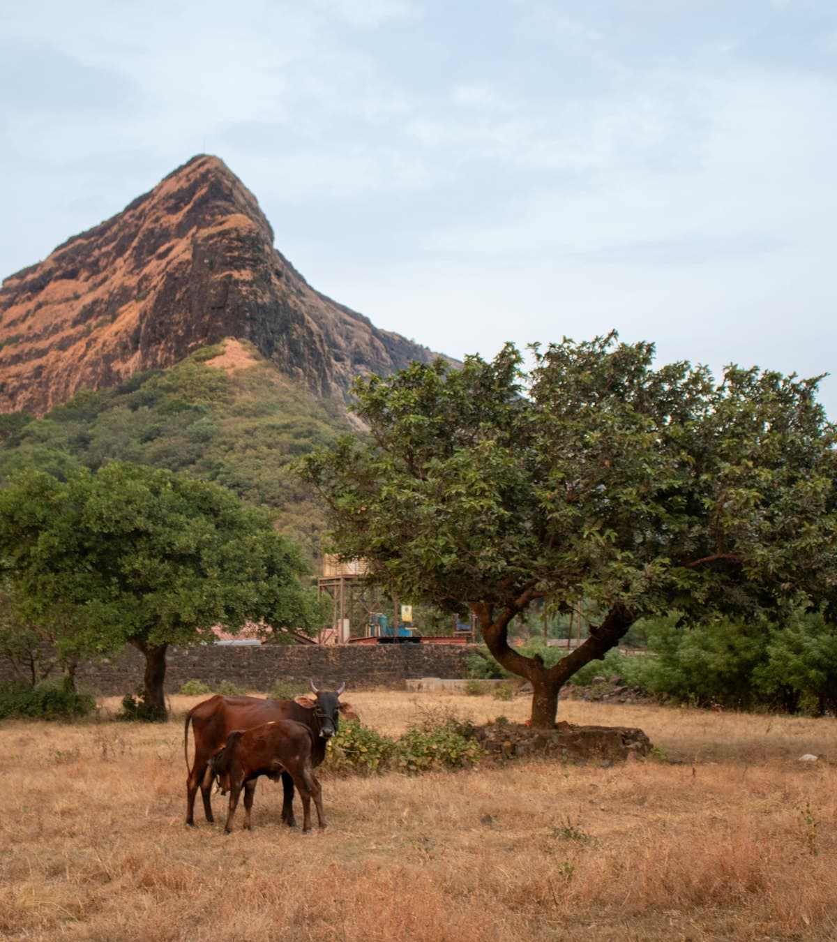 Gau seva cows grazing in rural Maharashtra