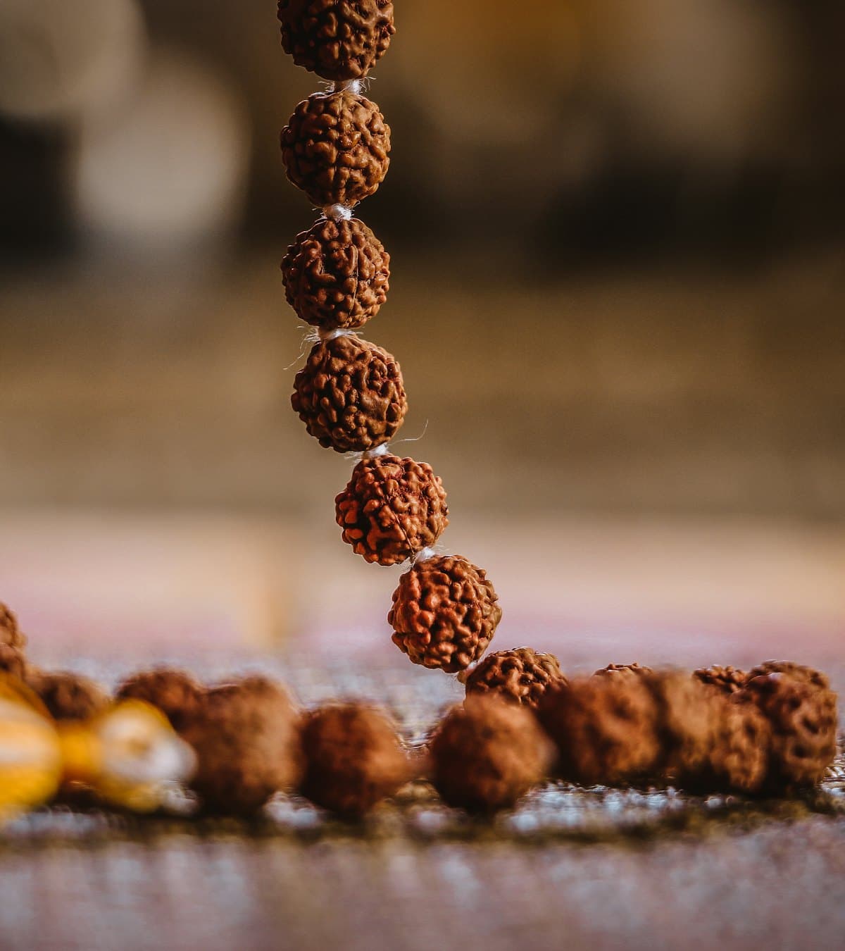 1 Mukhi Rudraksha bead close-up